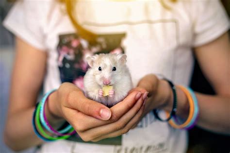 hxmstr|Hamsters as Pets .